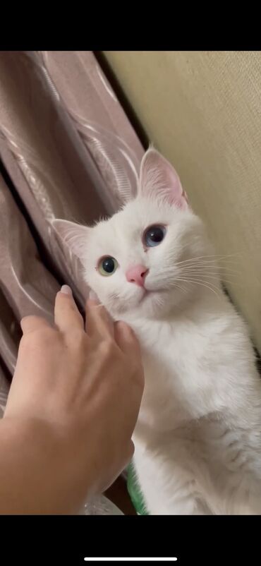 шатландский кошка: Отдадим в добрые руки кошку … Стерилизованная, 3 годика… По семейным