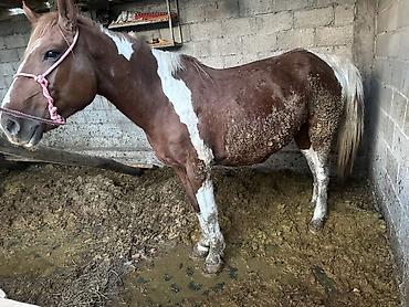 Продам с/х животных: Продаю | Кобыла (самка) | Для разведения — 3