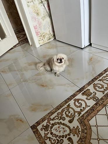 pekinez: Pekines, 1 il, Dişi, Ünvandan götürmə, Pulsuz çatdırılma — 6