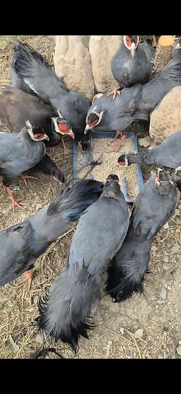 Quşlar: Sini usastni qirqovulu 7 aylig balalar satilir catorilma da var bos — 3
