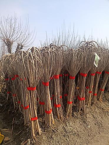 Другие декоративные деревья: САЖЕНЦЫ ОПТОМ — БОЛЬШОЙ ВЫБОР И ВЫГОДНЫЕ ЦЕНЫ! 🌿 В наличии все виды и — 2