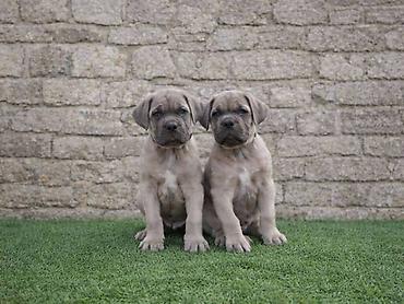 Psi: Cane Corso štenci Štenci Cane Corso, oštenjeni 02.12.2025, slobodni za — 3