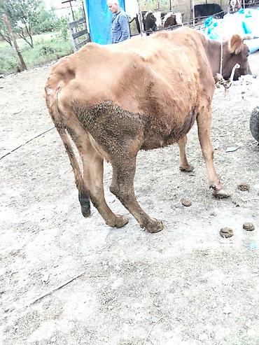 cins buzovlar: Qəhvəyi rəngli inək satılır. Orta ölçülü, buynuzlu və kənd təsərrüfatı — 2