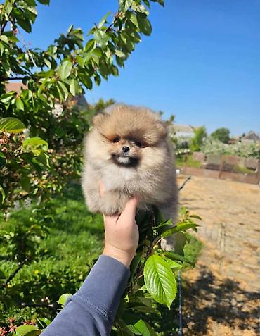 jeftini psi: Najlepsi Pomeranci Boo samo u Pom_Hash_Starsu, bebe najkrace njuskice — 6