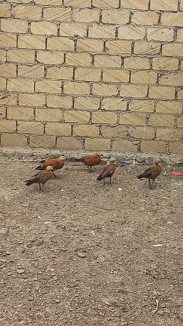 qaz quş: Satılır: Ruddy shelduck (qızılı ördək) dəstəsi - Növ: Tadorna — 3