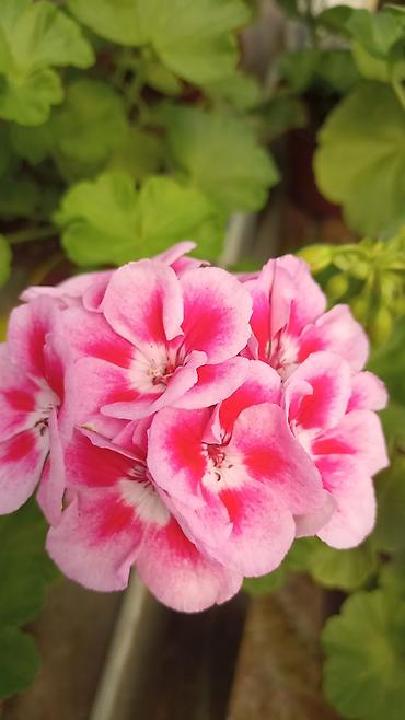 Герани и пеларгонии: Пеларгонии (герань зональная) — сортовые кустики в горшках — 4