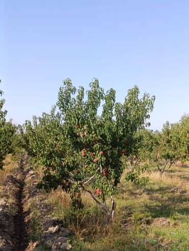 облепиховые свечи цена в бишкеке: 🍑 Шабдаалы сатылат. Сокулук районунда Новое айылында жайгашкан. Оптом