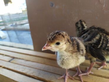 мел для животных: Цыплята индюка бронза Россия средний крос 7 дней 450 сом оптом