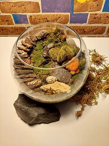 Şüşə qabda mini landşaft – yosun və kaktuslu terrarium lalafo.az -da Şüşə qabda mini landşaft – yosun və kaktuslu terrarium
