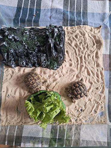 baliq unu satilir: 2 eded tisbaga-shushe qabi, qumu ve yuvasi ile — 2