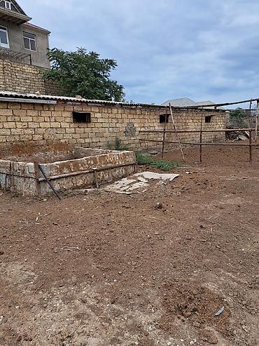 cucə və xoruz təmsil: Mal-qara üçün hazır ferma tövləsi QIYMETI RAZILASMAQ YOLU ILE 40 bas — 6