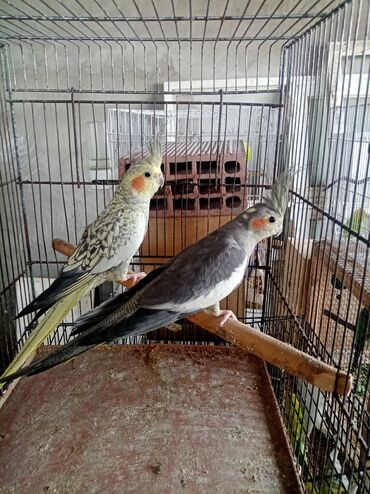 susar quşu: Продажа волнистых попугаев и карелы, и не разлучники