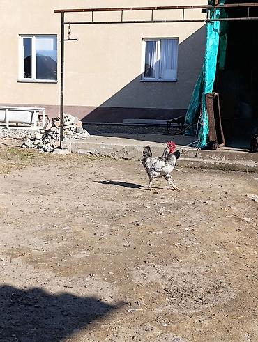Куры, петухи: Продаю | Петух | Для разведения — 8