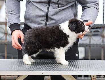 Psi: Na prodaju 4 šteneta Border Collie, iz dva različita legla. Jedno — 4