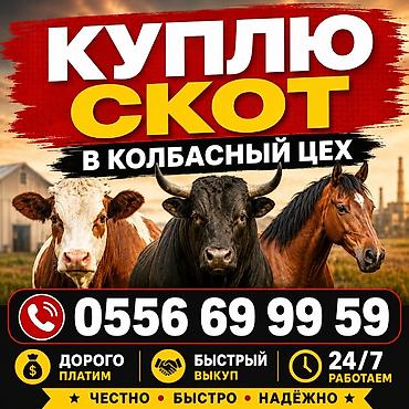 Үй жаныбарлары: Закупка скота для колбасного цеха. - Принимаем КРС и лошадей для — 1