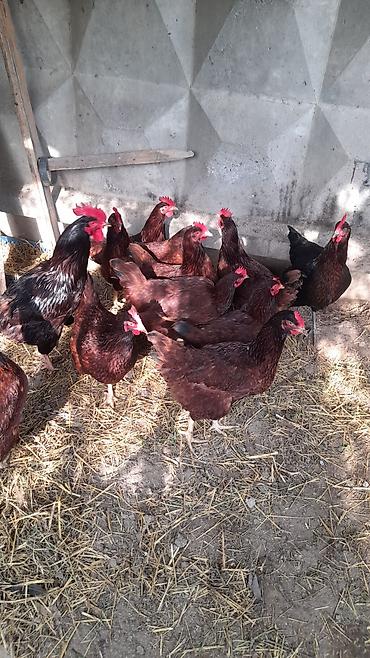 heyvanlar quslar: Şəkildəki toyuqların yumurtası satılır Red İsland qarışıqdı cücə — 6