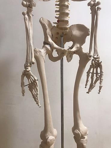 Медтовары: Viva Science tam ölçülü insan skeleti modeli - Brend: VIVA SCIENCE — 9