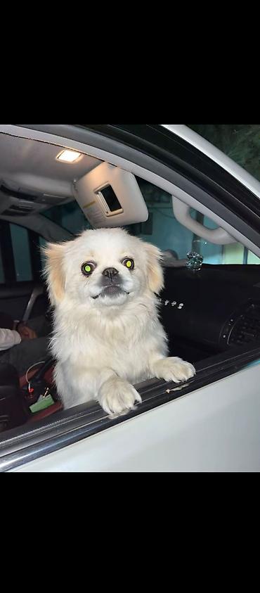qız it: Pekines, Peyvəndli, Ünvandan götürmə — 1