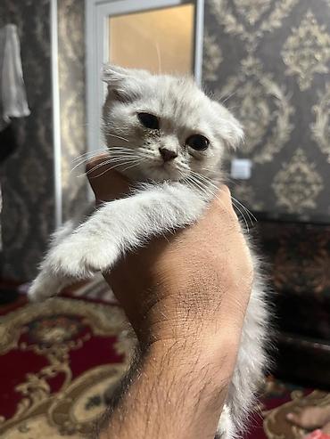 Продажа кошек: Шотландские котята, серебристо‑серые, плюшёвая шерсть. Ушки у части — 8