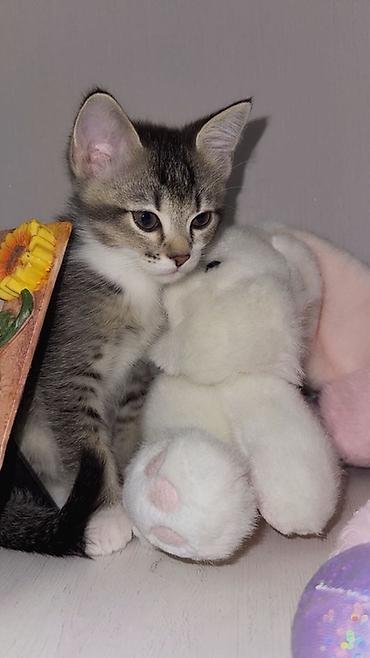 ragdoll pisik: Şotland, Erkək, Pulsuz çatdırılma, Rayonlara çatdırılma — 1