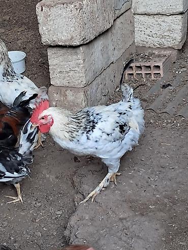 kənd toyuqlarının satışı: Xoruz, il: 1, Ödənişli çatdırılma — 6