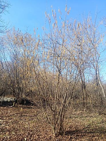 Torpaq sahələrinin satışı: Kənd təsərrüfatı — 6