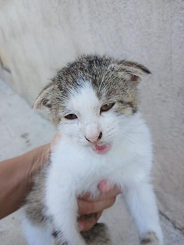 домашний кошка: Котёнок, короткошёрстный, окрас бело-табби (белый с серо-коричневыми — 1