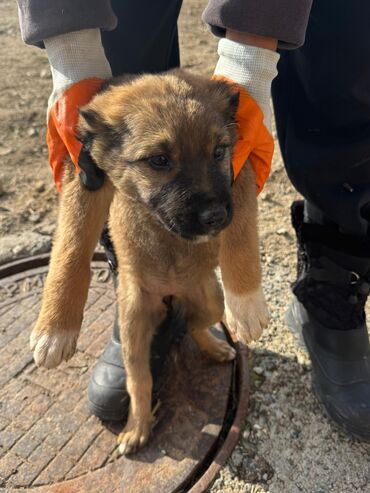 Продажа собак: Кучуктор сатылат Кыргыз доботтун кучуктору сатылат Ысс-Кол областы — 2