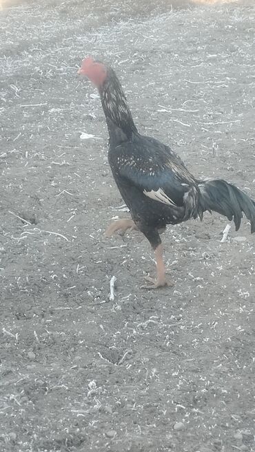 Куры, петухи: Продаю | Петух | Бойцовая | Для разведения — 3