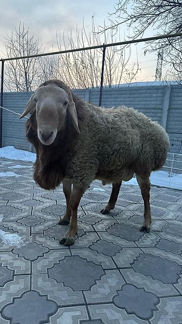 Баран, овца: Продаю | Баран (самец) | Арашан | Для разведения | Племенные — 2
