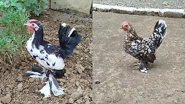 Çil ayaqı lələyli yaponkalar satılır cütü 45 manat ünvan Lenkaran