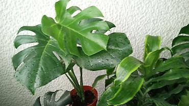 solar: Filadendron, velika biljka, pogodan je za sve vrste prostora! — 1