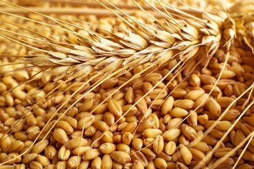 продаю кобылу: Продаю пшеницу сорт Этюд безостая есть сертификат на семена 2реп