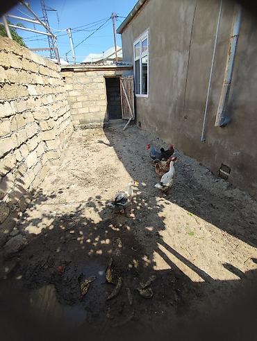 divan fabrika: 3 otaqlı, 100 kv. m, Yeni təmirli — 8