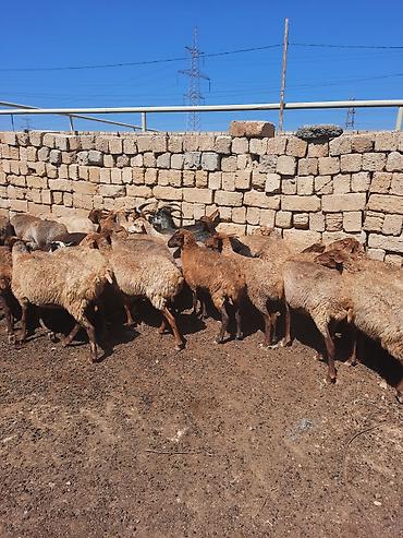 cins qoyunlar satilir: Məhsul: 30 başQoyun sürüsü Təsvir: - Yerli ətlik-yunlu tipli — 3