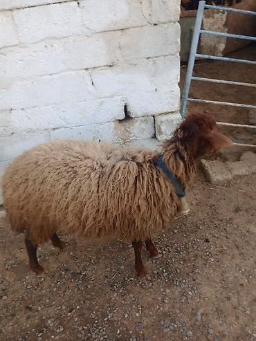 Qoyunlar, qoçlar: Erkək, Qala, il: 1, Damazlıq — 3