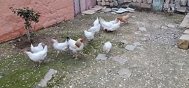 qus yarim tip: 12 ədəd toyuq 2 dənə xoruz satılır yumurtayan toyuqlardı amma hələlik — 4