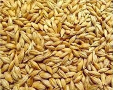 Продаю кормовой ячмень. Сухой, крупный. Урожай прошлого года