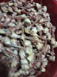 sahiblendirilir it: It pişik ucun sumukler 30 qəpiyə 100 kloya catdirilma var