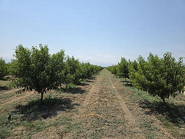 ağac tinglərinin satışı: ●Xaçmaz Rayonu Ağçay kəndi ●Sənədi Çıxarış- 3,15ha ●Yassı Şaftalı — 4