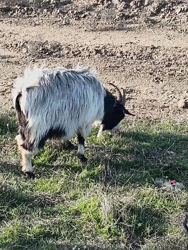 Keçilər, çəpişlər: Çəpiş keçi qoyun sürü və ya tək tək satram. Qiymet ferqlidirMəhsul — 32