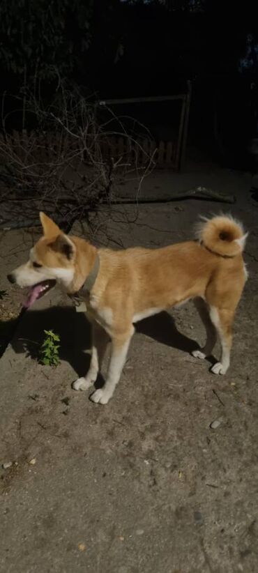 Akvarium aksessuar və ləvazimatları: Akita-inu, 2 il, Dişi, Peyvəndli, Ünvandan götürmə