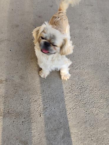 İtlər: Pekines, 1 il, Erkek — 9