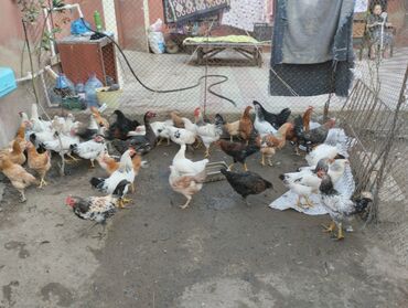 Toyuqlar: Toyuq, Damazlıq, Ünvandan götürmə, Ödənişli çatdırılma