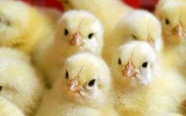 цыплята ломан браун купить: Продаю | Цыплята | Бройлерная | Для разведения