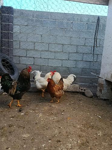 Куры, петухи: Продаю | Петух, Цыплята, Куры | Полубрама, Бройлерная, Суссекс | На забой, Для разведения, Несушки — 7