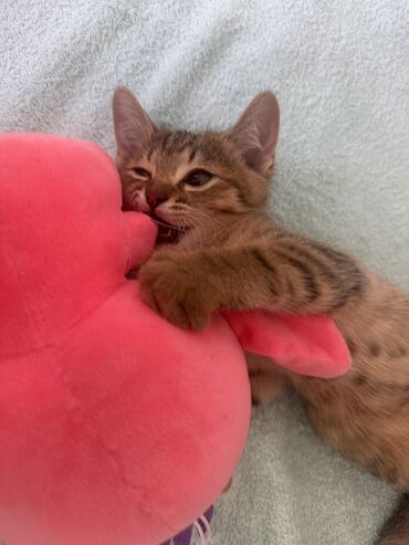 котята сибирской кошки купить: Кошка даром: Беспородная, 2 месяца, Мальчик, Приучена к лотку