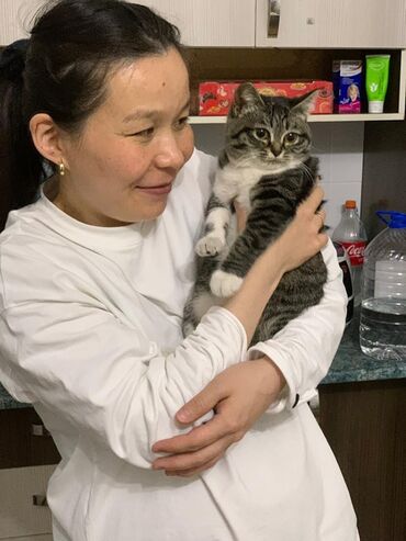 экзотическая короткошёрстная кошка: Молодой кот с полосатым окрасом, белой грудкой и лапками. Уши стоячие