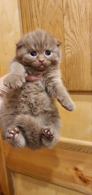 Pişiklər: Britan — 7