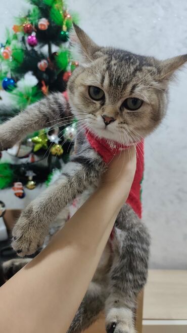 Pişiklər: Qızıl şinşilla, Erkək, Yaxşı əllərə, Ödənişli çatdırılma, Ünvandan götürmə — 5